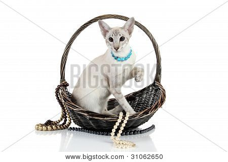 Oriental Blue Point Siamkatze im Weidenkorb
