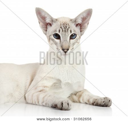 Oriental Blue Point Siamkatze