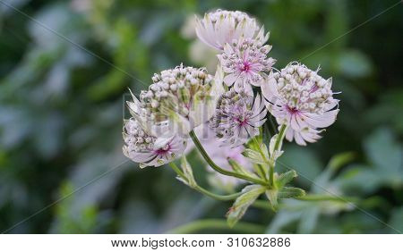 Beautiful And Delicate Astrantia Major Flowers Close Up. Common Name Great Masterwort.