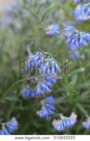 Balkan Endemic Blue Flower - Latin Name - Moltkia Petraea
