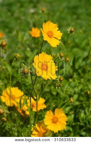 Star Tickseed Orange Flower - Latin Name - Coreopsis Pubescens