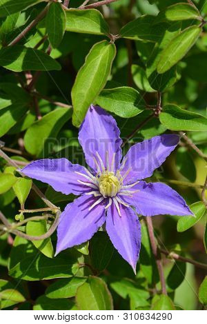 Clematis Justa Purple Flower - Latin Name - Clematis Viticella Justa