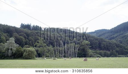 Meadow With Dead Trees And Hay Bales In Valley Between La Roche And Hotton In The Belgian Ardennes