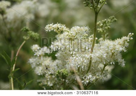 Blossoming Meadowsweet In The Meadow In The Summer