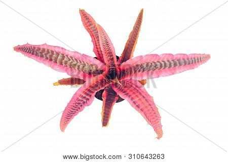 Bromeliads Cryptanthus Pink Plant On White Background