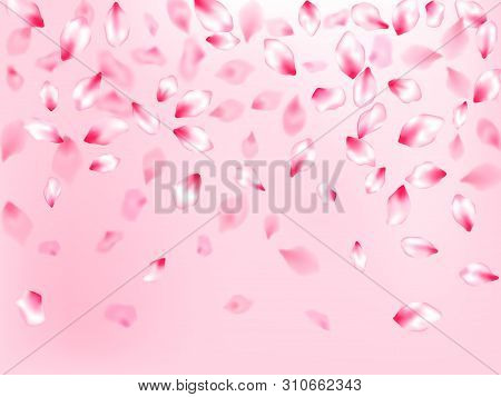 Spring Tree Flowers Parts, Airy Flying Petals On Rose Color Background. Pink Sakura Blossom Falling 