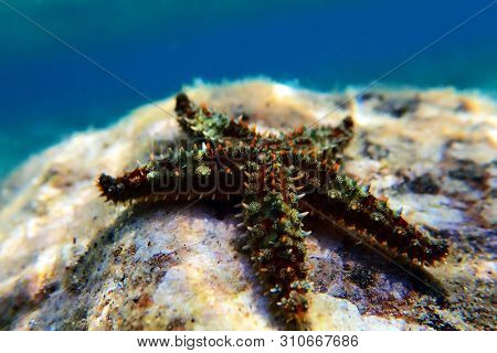 Mediterranean Rock Sea Star - Coscinasterias Tenuispina