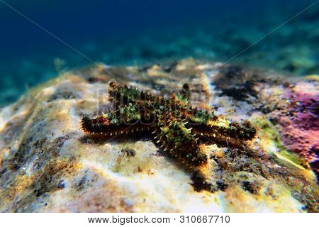 Mediterranean Rock Sea Star - Coscinasterias Tenuispina