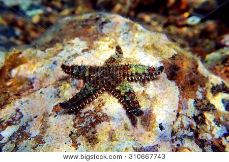 Mediterranean Rock Sea Star - Coscinasterias Tenuispina