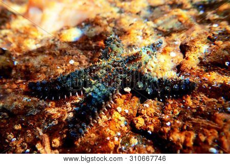 Mediterranean Rock Sea Star - Coscinasterias Tenuispina