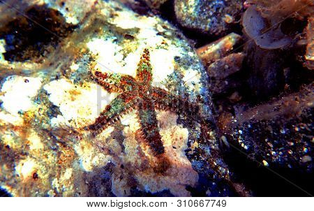 Mediterranean Rock Sea Star - Coscinasterias Tenuispina
