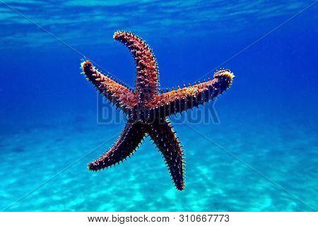 Mediterranean Sea Rock Star Fish - Coscinasterias Tenuispina