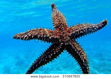 Mediterranean Sea Rock Star Fish - Coscinasterias Tenuispina