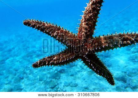 Mediterranean Sea Rock Star Fish - Coscinasterias Tenuispina