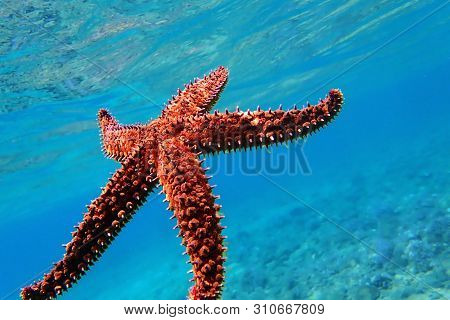 Mediterranean Sea Rock Star Fish - Coscinasterias Tenuispina
