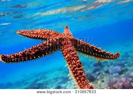 Mediterranean Sea Rock Star Fish - Coscinasterias Tenuispina