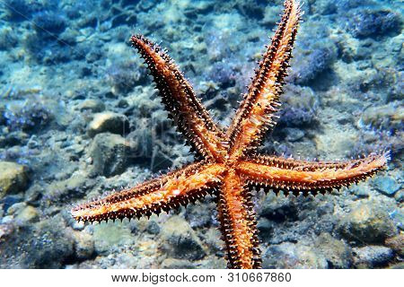Mediterranean Sea Rock Star Fish - Coscinasterias Tenuispina