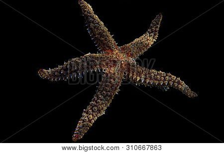 Mediterranean Sea Rock Star Fish - Coscinasterias Tenuispina