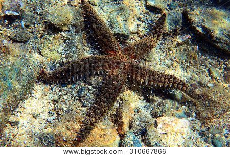 Mediterranean Sea Rock Star Fish - Coscinasterias Tenuispina