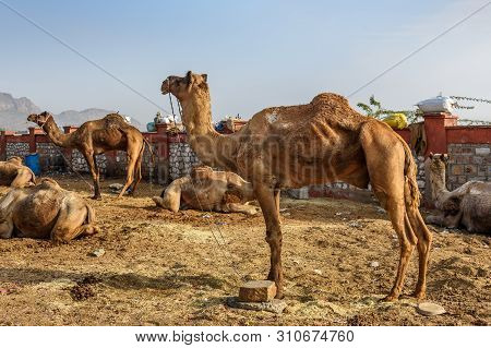 Camels On The Street In Ajmer. Rajasthan. India