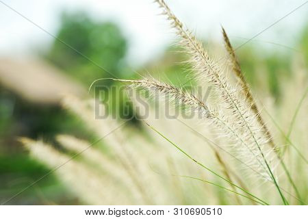 Closeup Blossom Flowers Of Thatched Grass Grow In The Wild Field