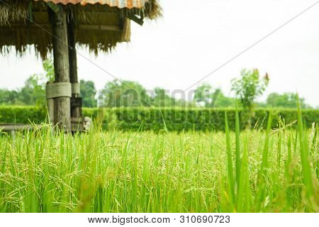 Closeup Ear Of Rice In The Field With Blurred Leaf Of Rice Background