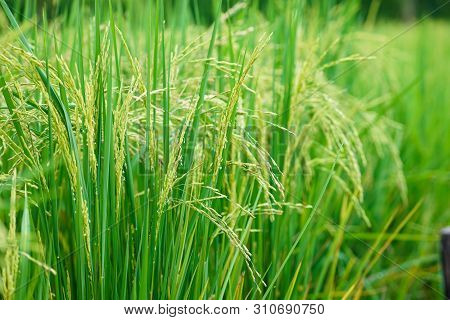 Ear Of Rice In The Field With Blurred Leaf Of Rice