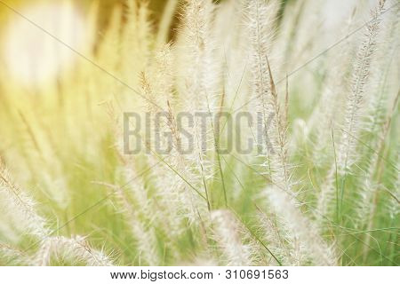 Closeup Blossom Flowers Of Thatched Grass Grow In The Wild Field