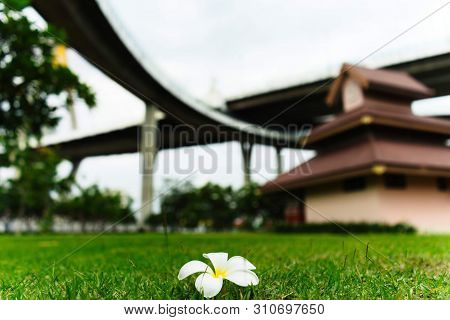 White Flower Fall On Green Grass Floor