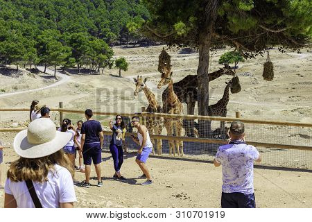 Spain, Penaguila - June 21, 2019: Tourists Take Pictures Of Giraffes In The Aitana Safari Park.