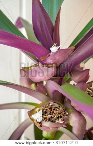 Tradescantia Spathacea Inflorescence. White Flower Of The Boat Lily Or Moses-in-the-cradle In Bloom.