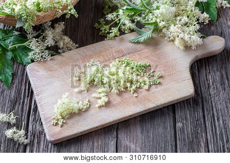 Preparation Of Homemade Tincture From Meadowsweet Blossoms - Cutting Up The Plant
