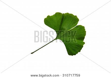 Branches And Leaves Of A Ginkgo.