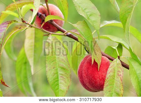 Bright Sweet Peach Fruits Grow On A Branch Of A Peach Tree In The Summer Garden And Give An Excellen