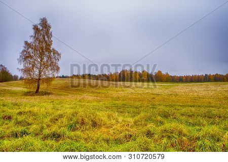 Fall Forest And Golden Fields With Lonely Tree.horizontal Image Composition