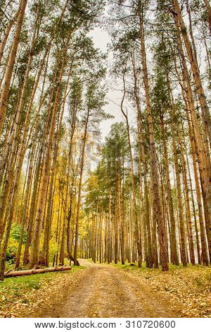 Lines Of Tall Trees Along Inner Road.vertical Image Composition