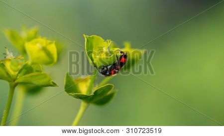 Close-up Of The Plant Euphorbia Acute On A Blurred Background, Blooming In The Month Of June, Pollin