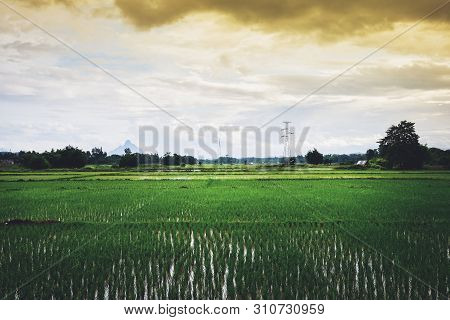 Landscape Green Rice Field With Electric Pole High Voltage And Mountian Sunset Background