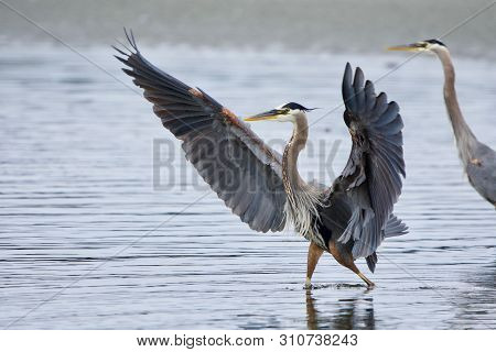 Great Blue Heron Lands In A Tide Pool With Wings Extended Wide