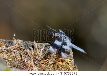 Common Whitetail Dragonfly Perches On The Edge Of A Rock In Saanich Inlet, Southern Vancouver Island