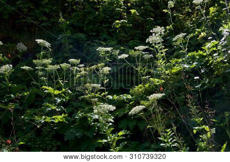 Flowerheads Of Cow Parsnips Stand Out Against The Shadows On A Lush Hillside On Nootka Island, Briti