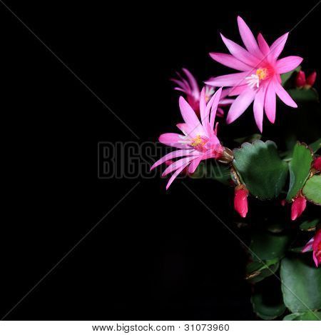 Flor de cacto epífita (schlumbergera)