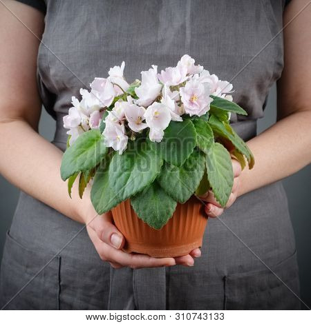 Woman Holding A Potted Pink Saintpaulia Violet Flower In Her Hands.