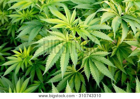 Medical Cannabis crop almost ready for harvesting on a legal grow farm  
