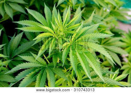 Medical Cannabis crop almost ready for harvesting on a legal grow farm  