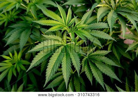 Medical Cannabis crop almost ready for harvesting on a legal grow farm  