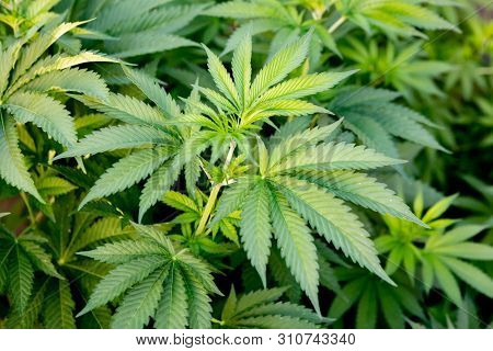 Medical Cannabis crop almost ready for harvesting on a legal grow farm  