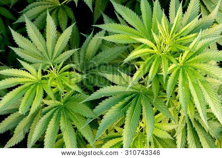Medical Cannabis crop almost ready for harvesting on a legal grow farm  