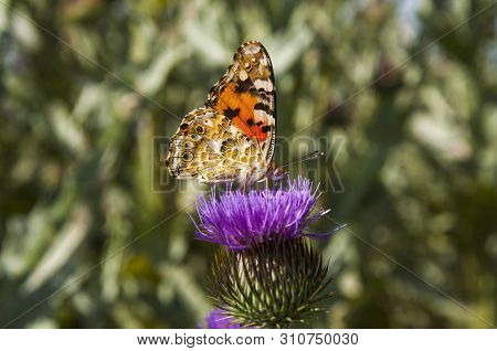 Butterfly Drinks Purple Thorn Flower Juice  On A Purple Thorny Flower