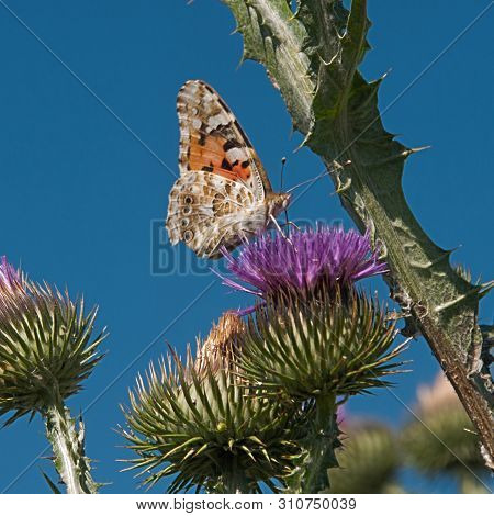 Butterfly Drinks Purple Thorn Flower Juice . Thorny Butterfly Neighborhood